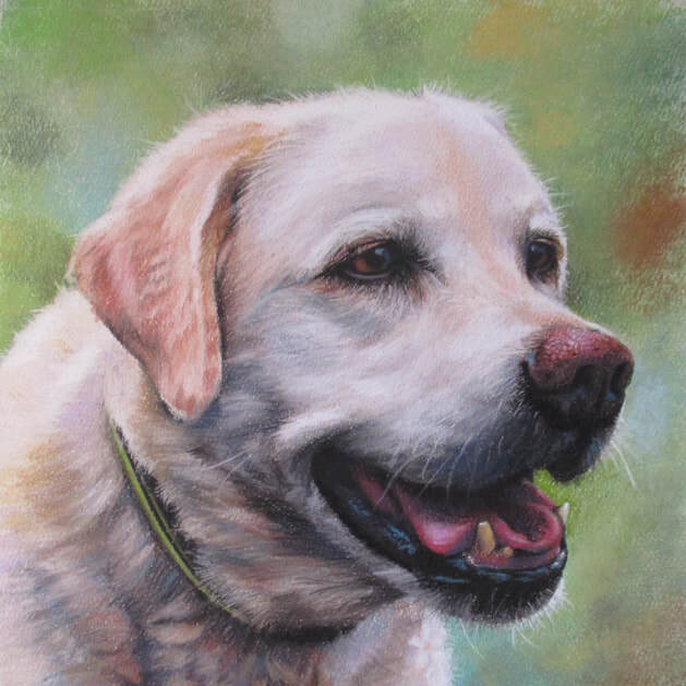 "Tommy No. 1" 8x10 Pastel