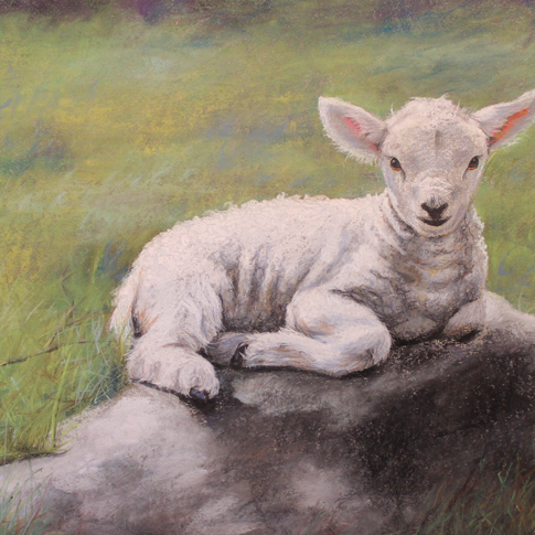 "Little Lamb" 10x18 Pastel